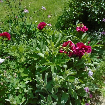Joli Jardin D'hotes Bed & Breakfast